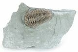 Prone Flexicalymene Trilobite - Indiana #282173-1
